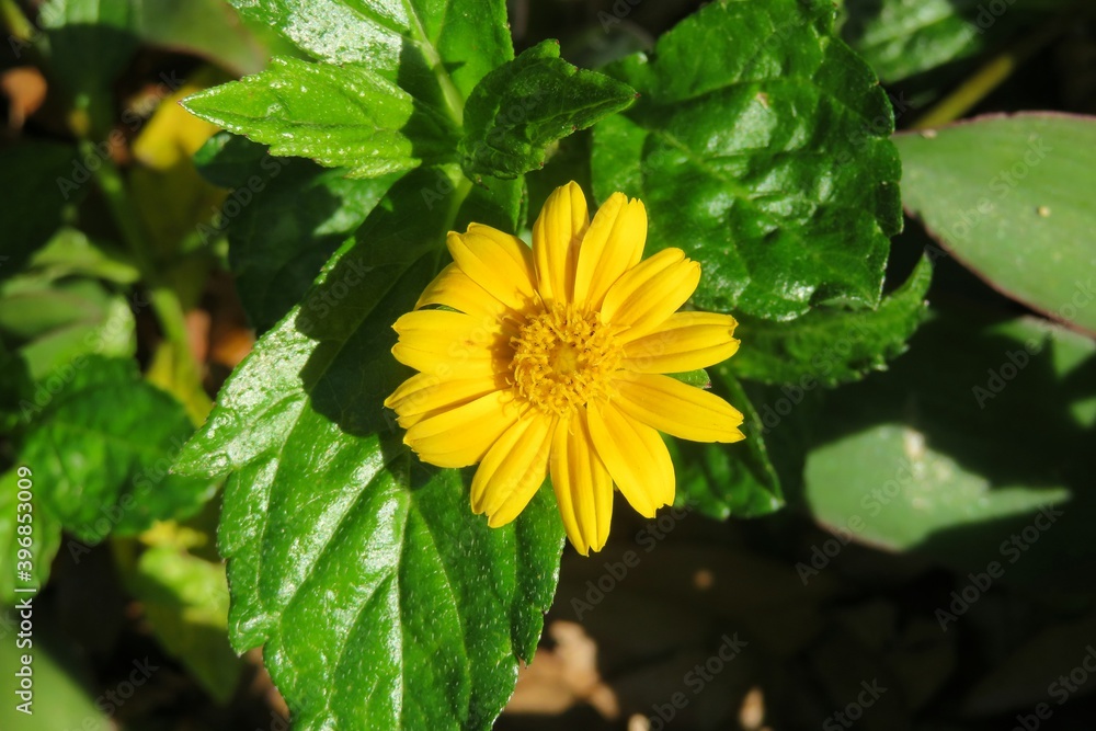 Yellow sphagneticola flower with green leaves Yellow sphagneticola flower with green leaves