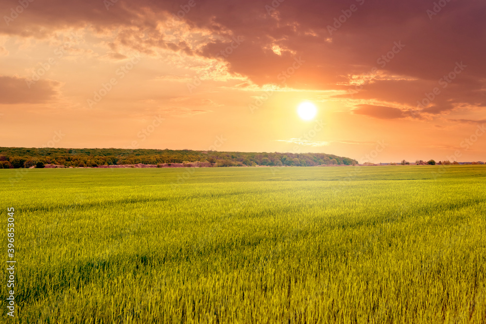 Spring landscape with wheat field and picturesque sky at sunset