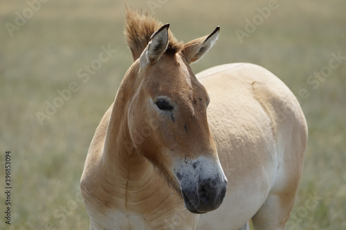 Beautiful Przewalski's horse grazes in the meadow