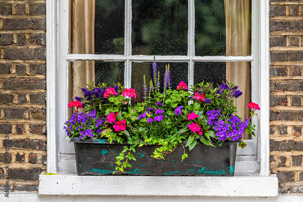 Closeup view of brick yellow wall by window potted plant in aged weathered basket pot outside on window sill with lavender, blue salvia and geranium colorful flowers in Chelsea, London UK