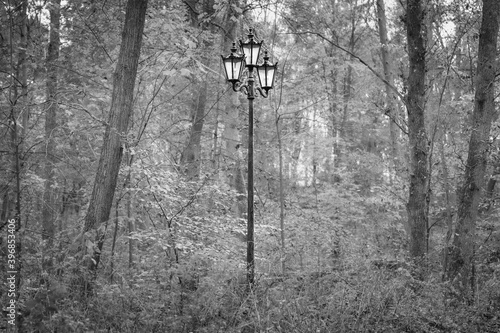 Hamburg, Germany. The Harburg Hills (German: Harburger Berge). Street lantern in the woods. photo