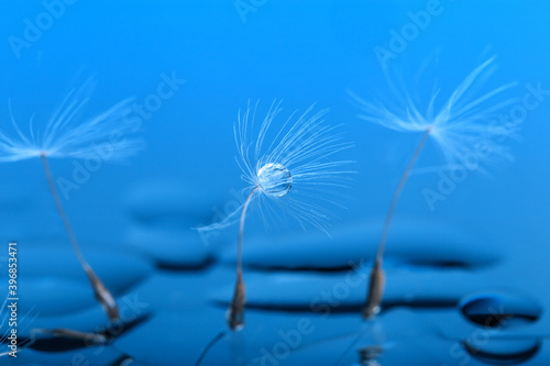 Fototapeta Naklejka Na Ścianę i Meble -  Macro photo, dandelion seeds in dew drops on a mystical blue background