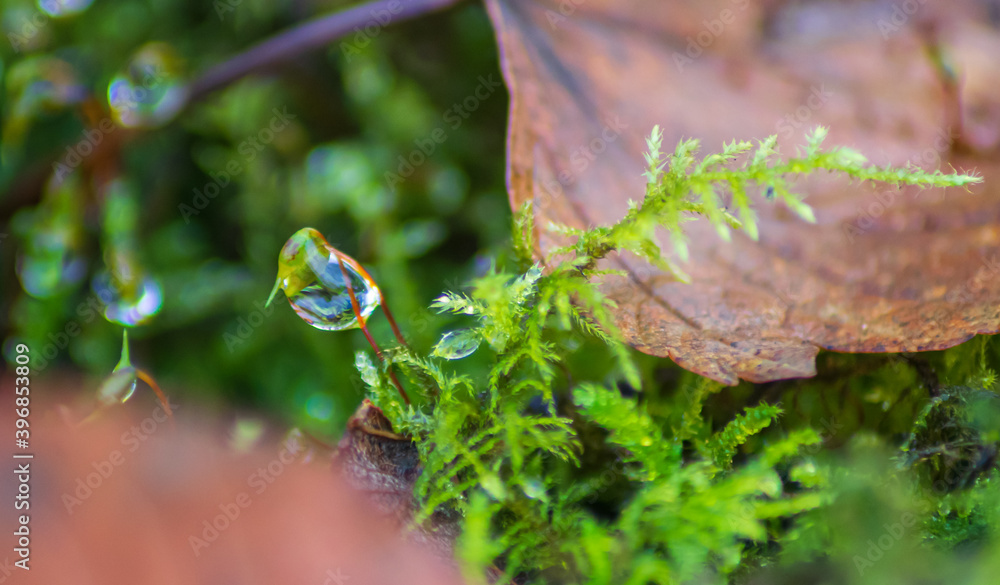 leaf with water drops leaf with water drops