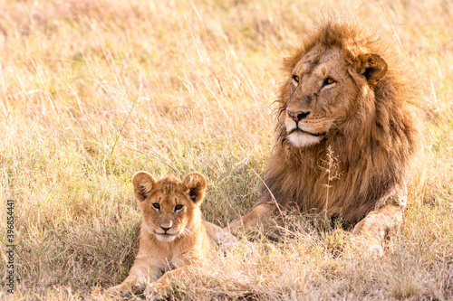 Photos lion Panthera leo is a large cat of the genus Panthera native to Africa and India