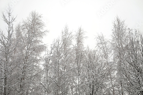 Beautiful landscape with snow-covered tree tops and branches in the forest in the frozen day of winter