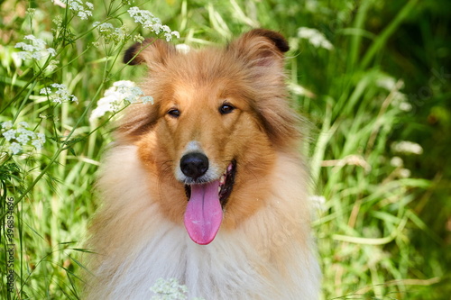 Amerikanischer Langhaar Collie Lassie