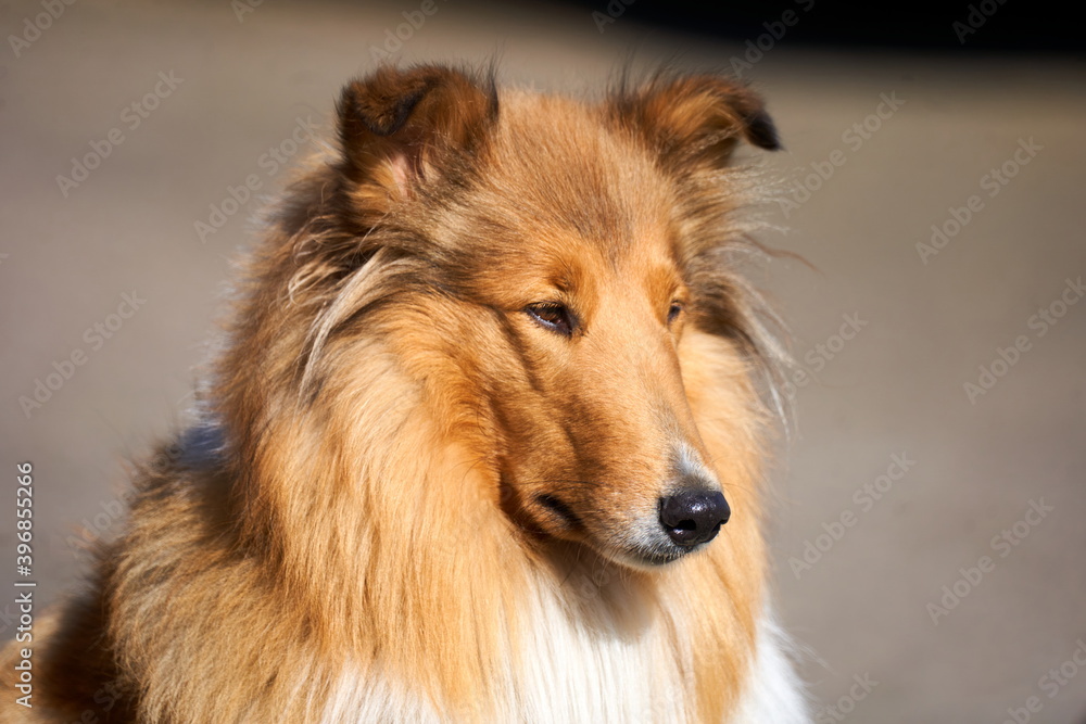 Amerikanischer Langhaar Collie Lassie Amerikanischer Langhaar Collie Lassie
