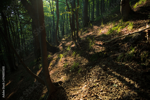 Bukowy las na górskim zboczu, Bieszczady, Polska 