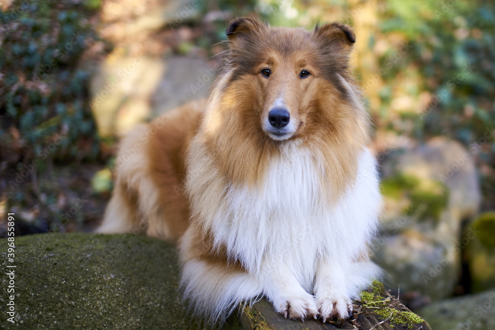 Amerikanischer Langhaar Collie Lassie Amerikanischer Langhaar Collie Lassie