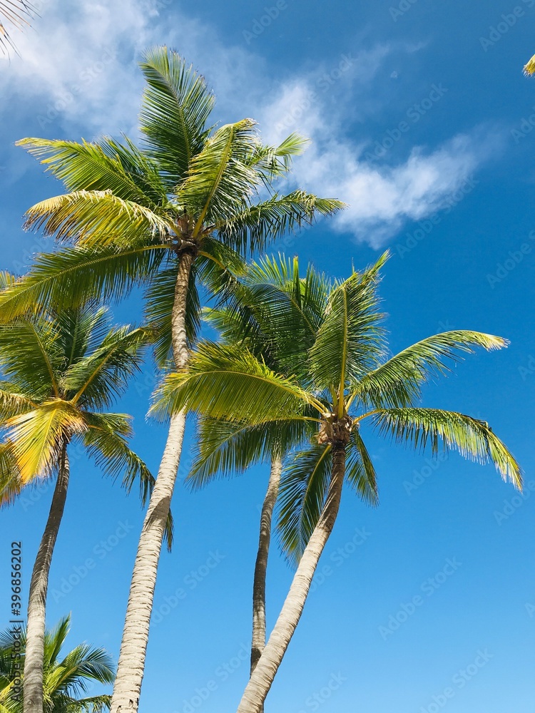 Tall palm trees in Bavaro, Punta Cana, Dominican Republic, summer beach vibes, travel - vertical photo Tall palm trees in Bavaro, Punta Cana, Dominican Republic, summer beach vibes, travel - vertical photo