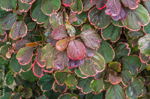 Fresh dew on beautifully colored leaves
