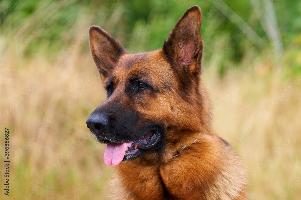 Deutscher Schäferhund Stockhaar Deutscher Schäferhund Stockhaar