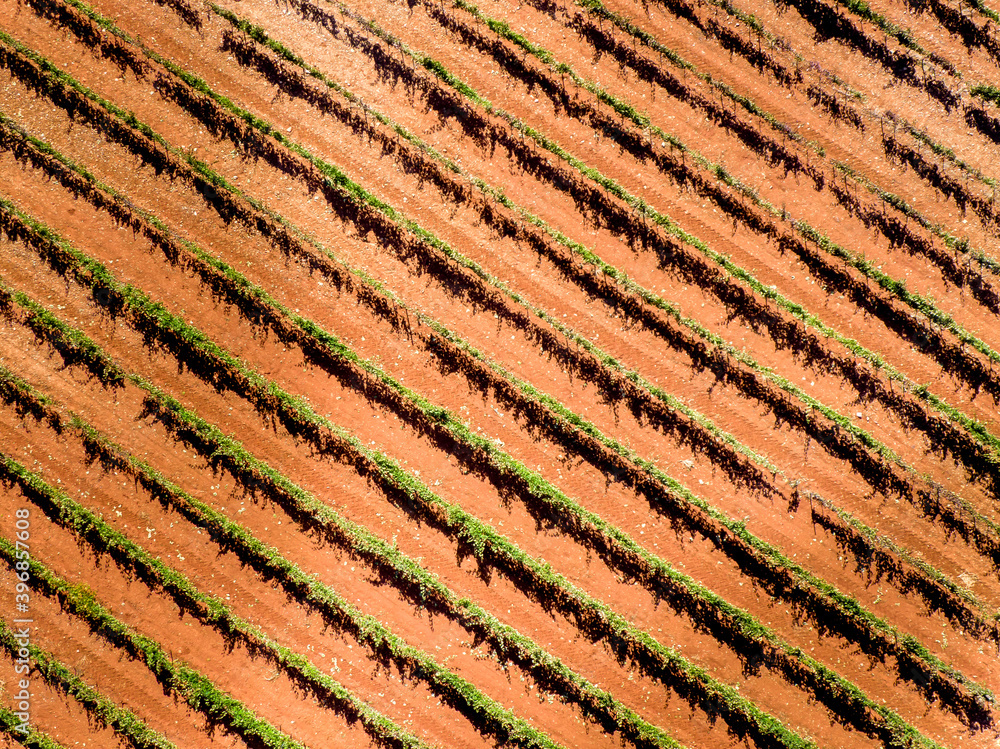 Viñedos Viñedos