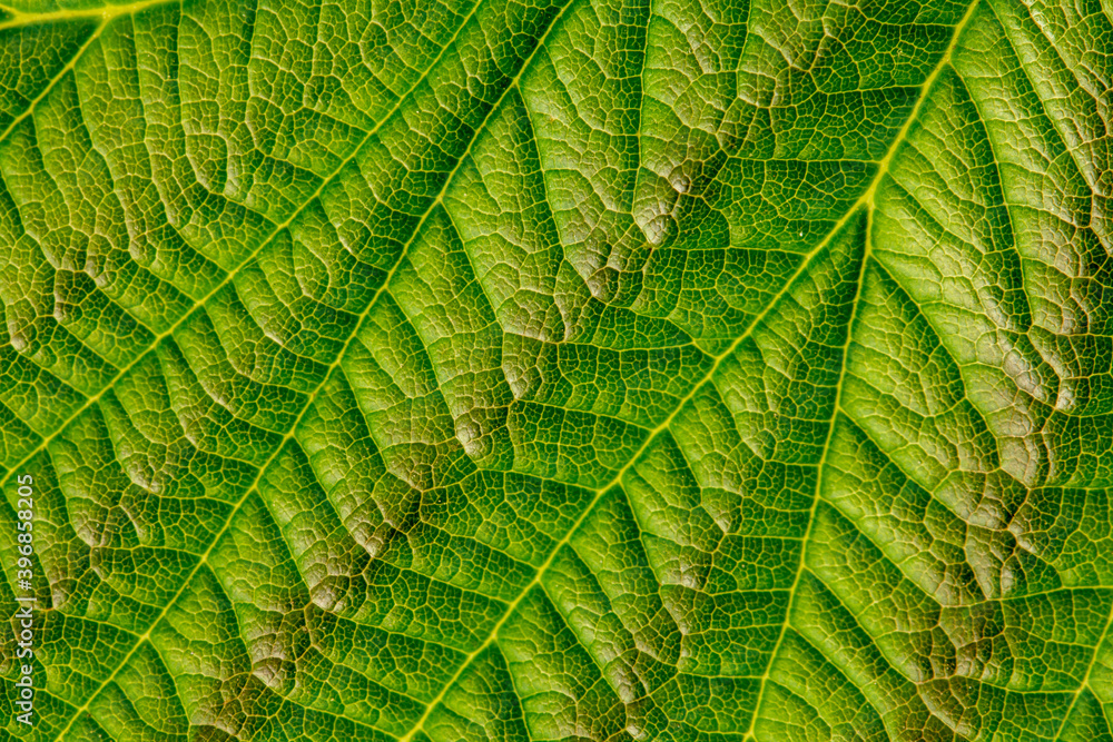 Green texture of young raspberry leaves close up Green texture of young raspberry leaves close up