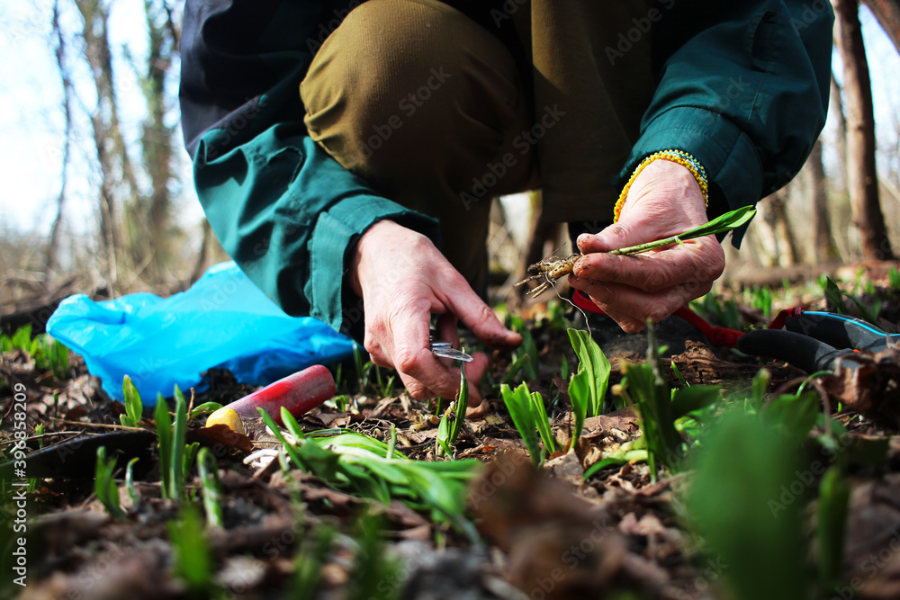 Collecting herbs in the forest. Organic vegetables. A woman is processing wild onions with a knife