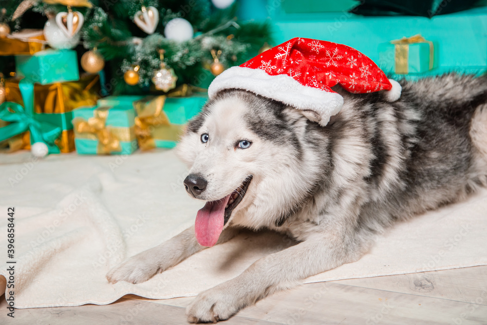 Christmas dog concept. Portrait of a husky dog lying on a fur rug with his tongue hanging out, wearing a santa claus hat, against a background of gifts and a Christmas tree. Smiling face of a pet.