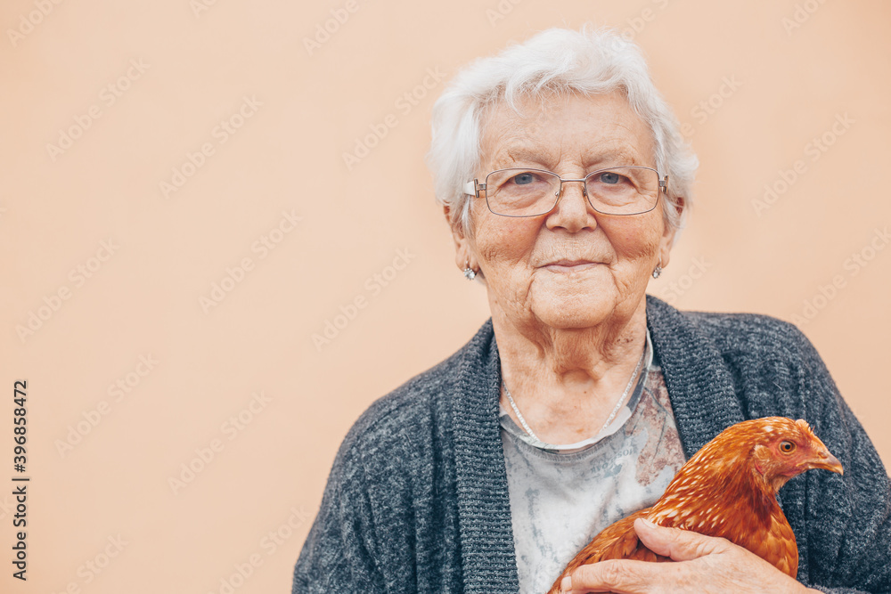 Lovely grandmother or grandma with chicken in hands, domestic animals - obrazy, fototapety, plakaty 