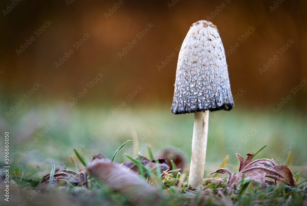 Mushroom on Frosty Ground. A Shaggy Mane mushroom growing in a yard.
Mushroom on Frosty Ground. A Shaggy Mane mushroom growing in a yard.
