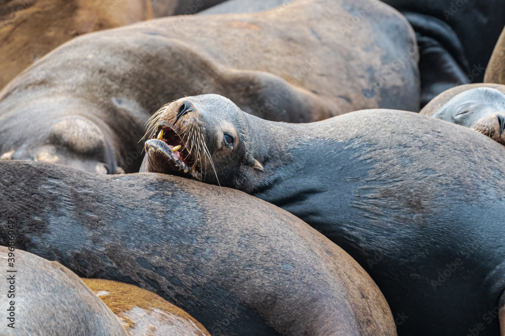 Fototapeta premium California sea lion (Zalophus californianus) in Westport, WA