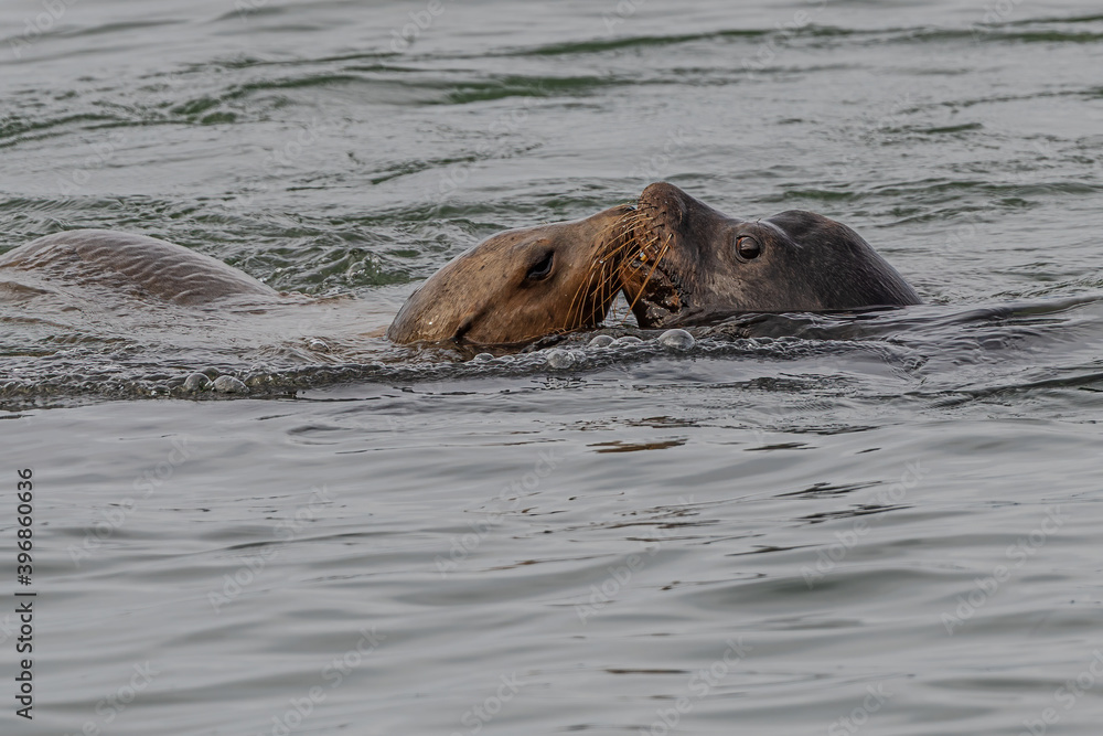 Fototapeta premium California sea lion (Zalophus californianus) in Westport, WA