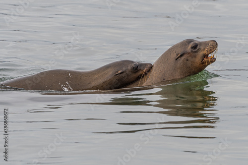 California sea lion  Zalophus californianus  in Westport  WA