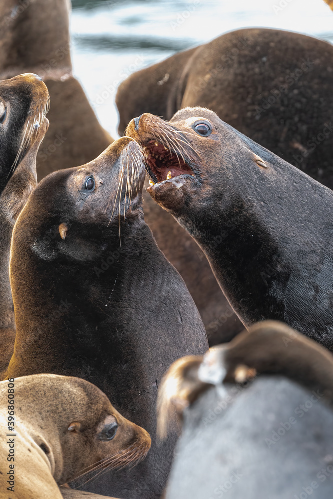 Fototapeta premium California sea lion (Zalophus californianus) in Westport, WA