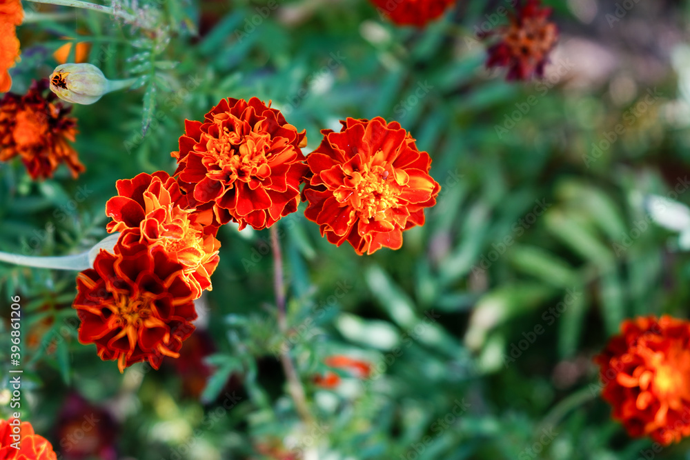 red flowers in the garden red flowers in the garden