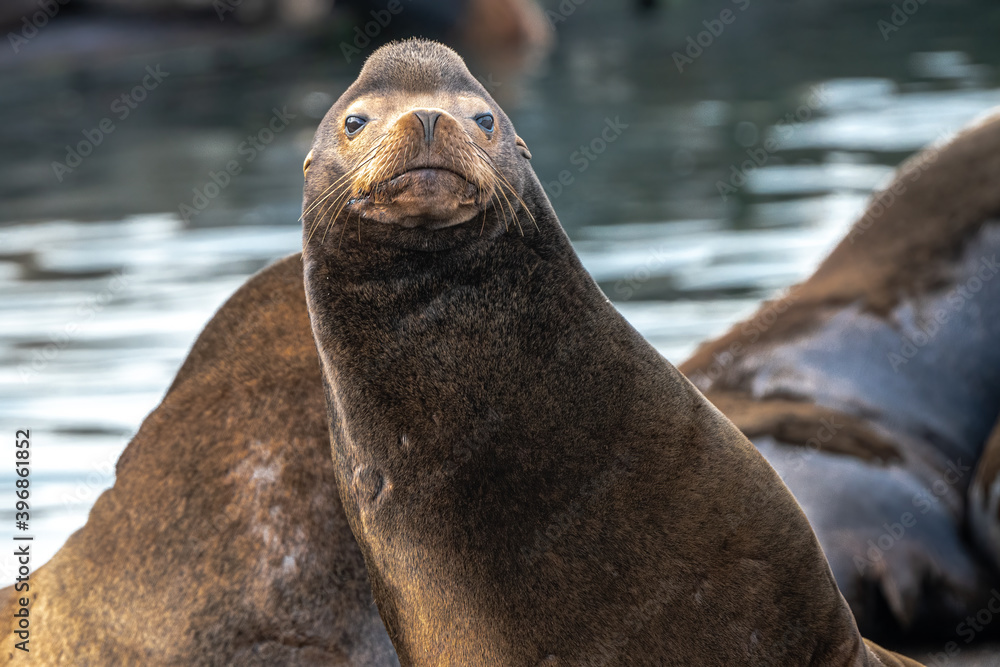 Obraz premium California sea lion (Zalophus californianus) in Westport, WA