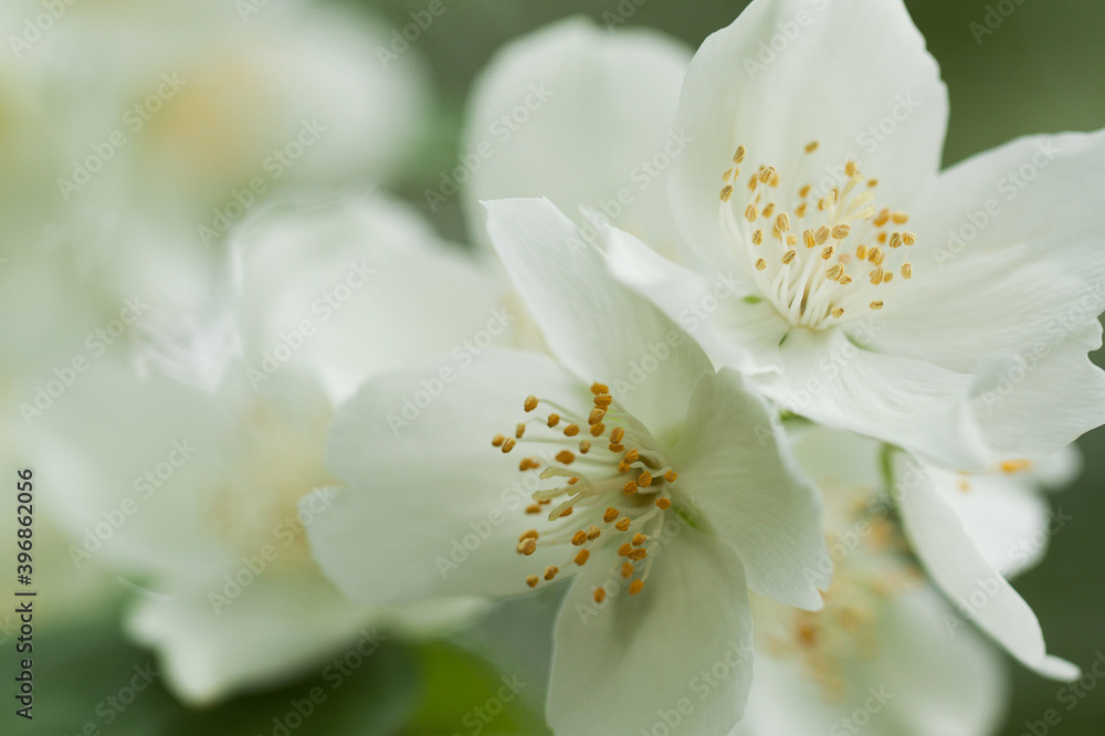 spring jasmine branch with delicate white flowers spring jasmine branch with delicate white flowers