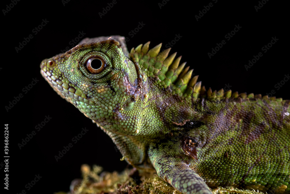 Obraz premium Forest dragon on tree branch