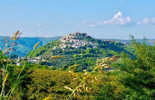 landscape with flowers motovun, croatia