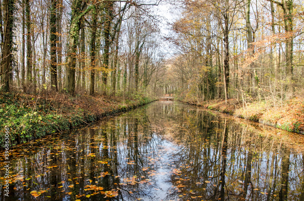 Trees with few leaves left reflect in a canal in Haagse Bos forest in The Hague, The Netherlands in early december