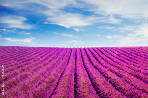 Lavender flowers fields. Provence, France