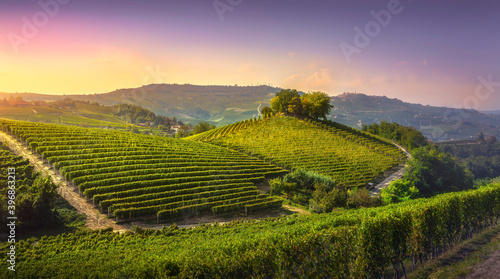 Langhe vineyards and trees on top of the hill. La Morra. Piedmont  Italy  Europe.
