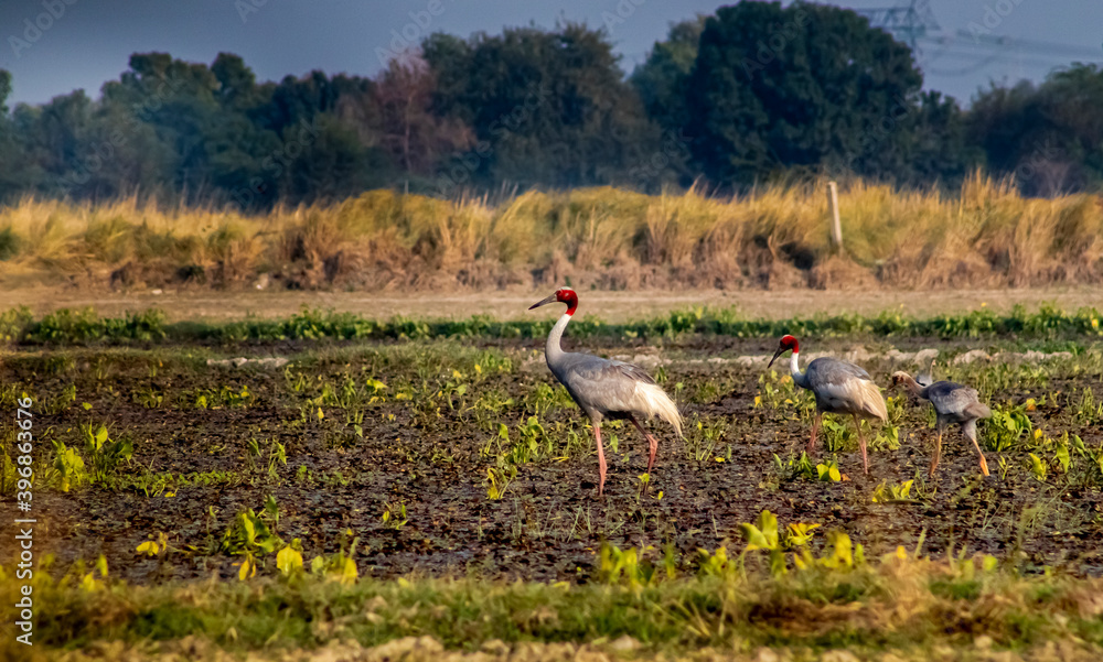 Fototapeta premium sarus crane family in wetland of Sarsai Navar near etawah india.