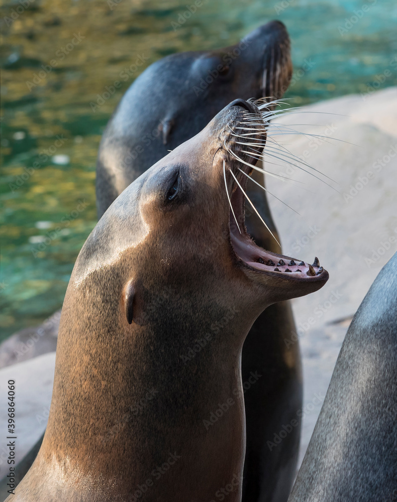 Fototapeta premium Seals at the zoo waiting for lunch