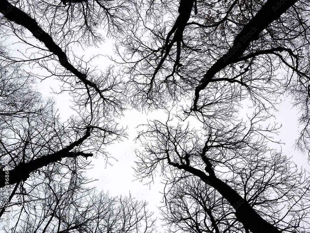 Fototapeta premium silhouette of a tree, tree silhouette against the sky,дерево без листьев на белом фоне, осеннее дерево, black trees against a white sky
