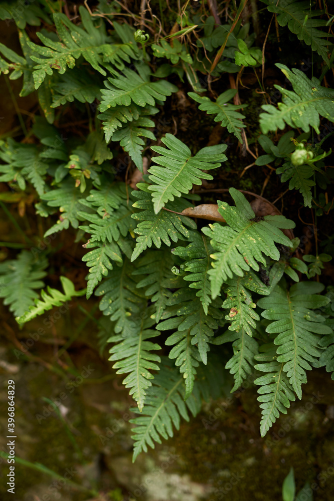 Polypodium vulgare Polypodium vulgare