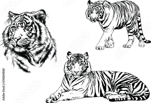 vector drawings sketches different predator   tigers lions cheetahs and leopards are drawn in ink by hand   objects with no background