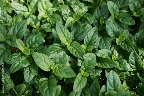 Wallpaper Mural Prunella vulgaris  Torontodigital.ca