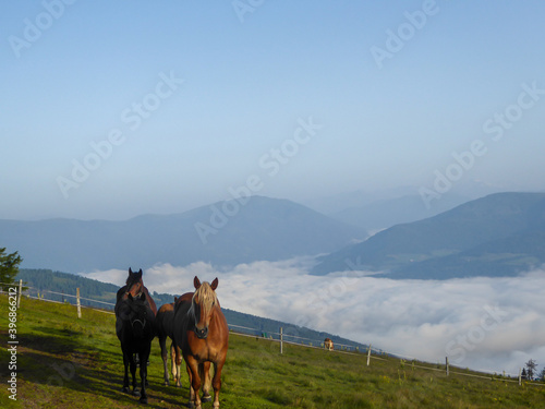A heard of horses grazing on the slopes of Gerlitzen in Austria. The valley below is shrouded with fog, high peaks popping out above the fog level. Lush green Alpine slopes. Remedy and calmness © Chris