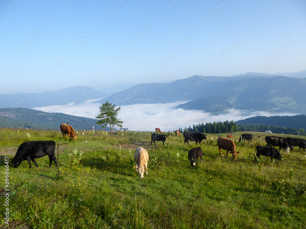 Obraz premium A heard of cows grazing on the slopes of Gerlitzen in Austria. The valley below is shrouded with fog, high peaks popping out above the fog level. Lush green Alpine slopes. Remedy and calmness