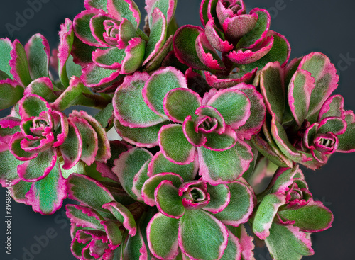 Close-up view of small bouquet of tricolor sedum (Sedum spurium).