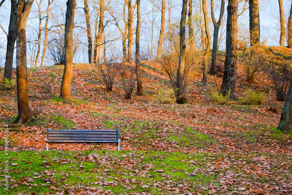 Park in autumn and bench. autumn background