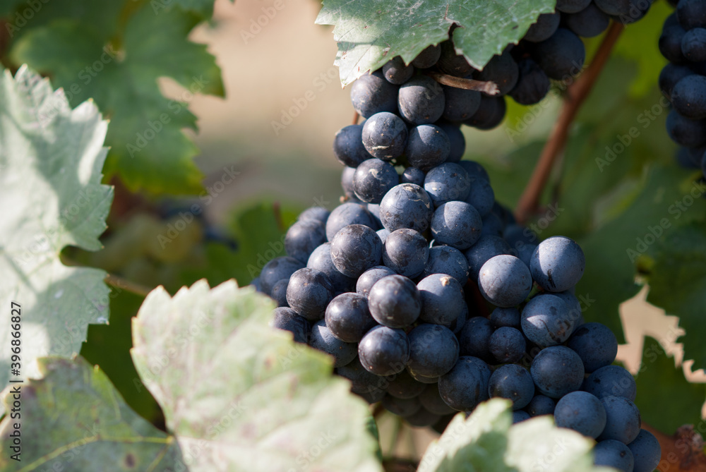 Grapevines in vineyard, frankovka.