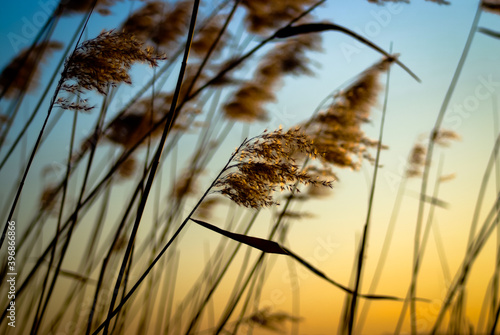 river grass against the sky at sunset