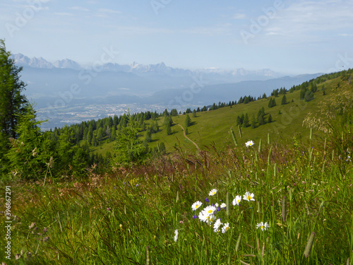 A close up on the wild flowers growing on the slopes of Gerlitzen in Austria. The valley below is shrouded with fog, high peaks popping out above the fog level. Lush green Alpine slopes. Calmness