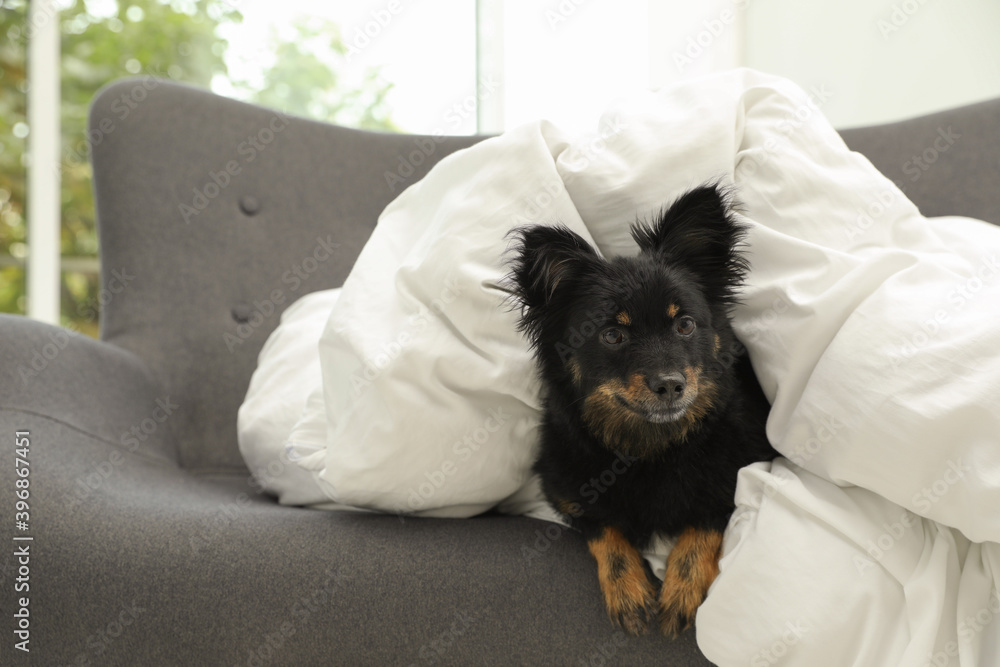 Adorable dog covered with blanket on sofa at home Adorable dog covered with blanket on sofa at home