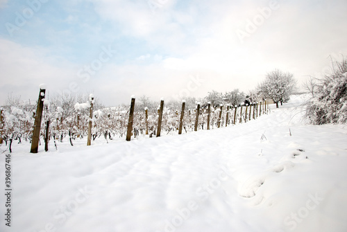 Vineyard in winter covered by the snow