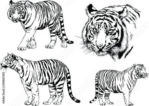 vector drawings sketches different predator   tigers lions cheetahs and leopards are drawn in ink by hand   objects with no background